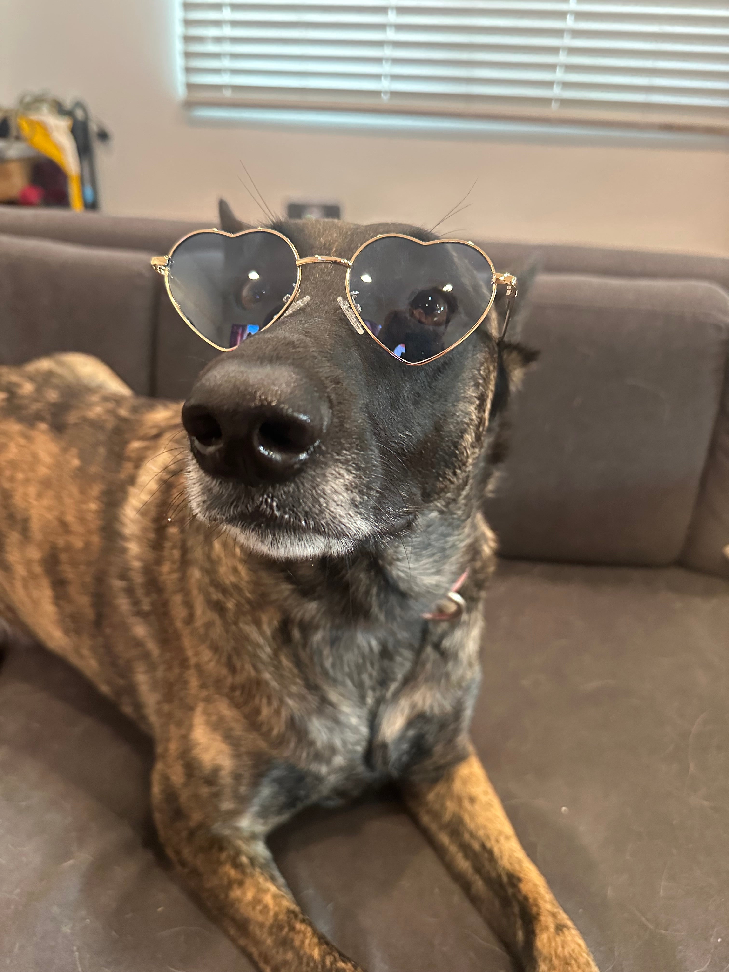 Heart Glasses Bundle