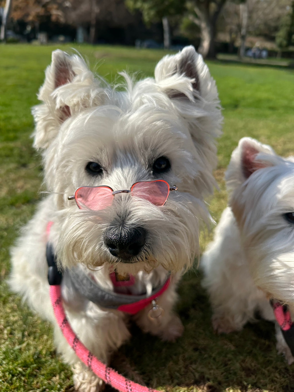 Heart Glasses Bundle
