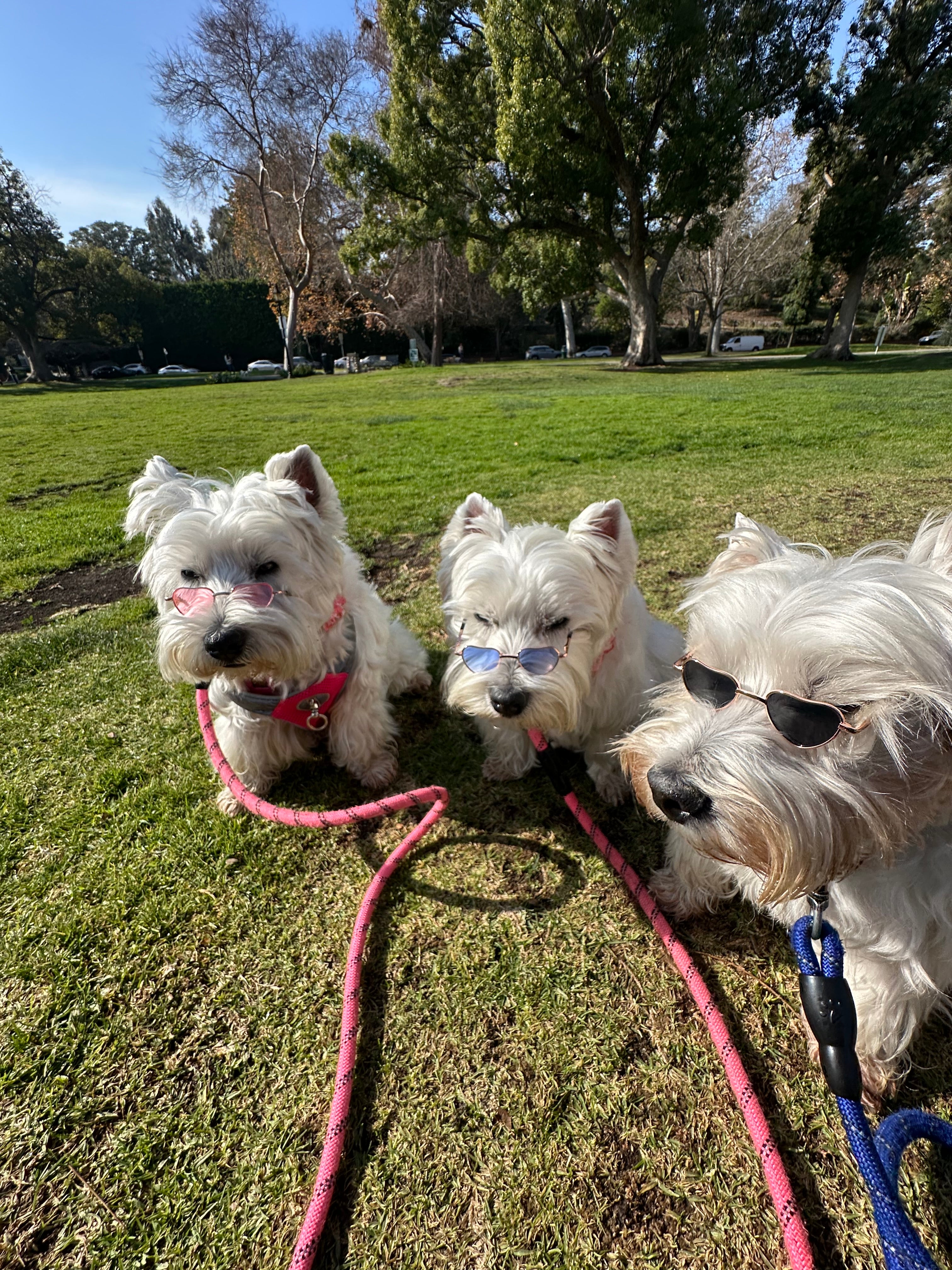Heart Glasses Bundle