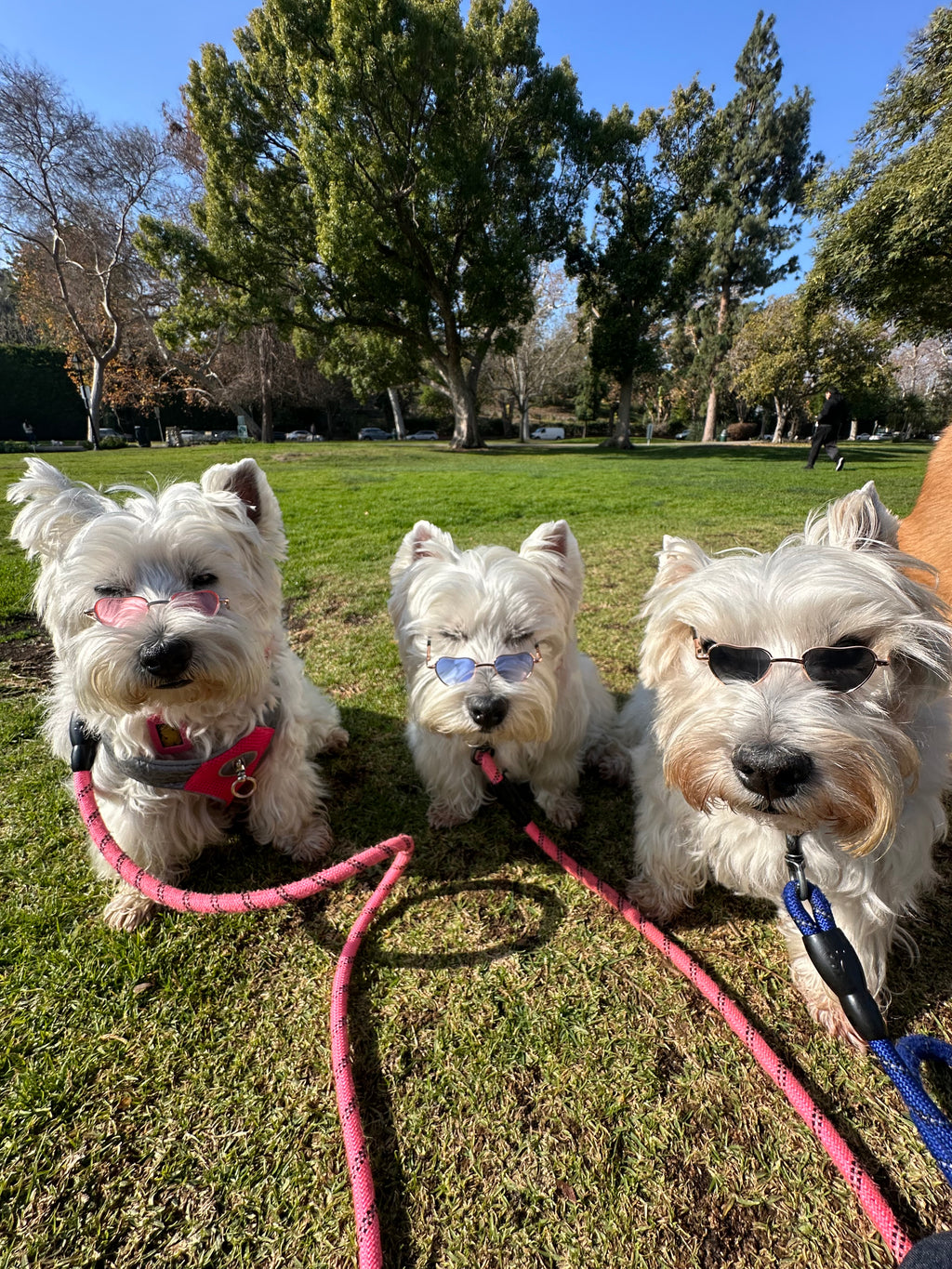 Heart Glasses Bundle