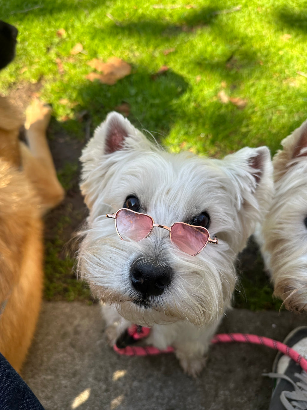 Heart Glasses Bundle