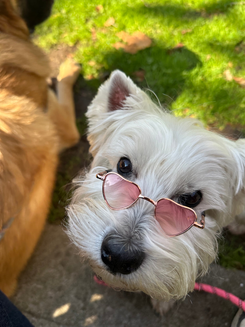 Heart Glasses Bundle