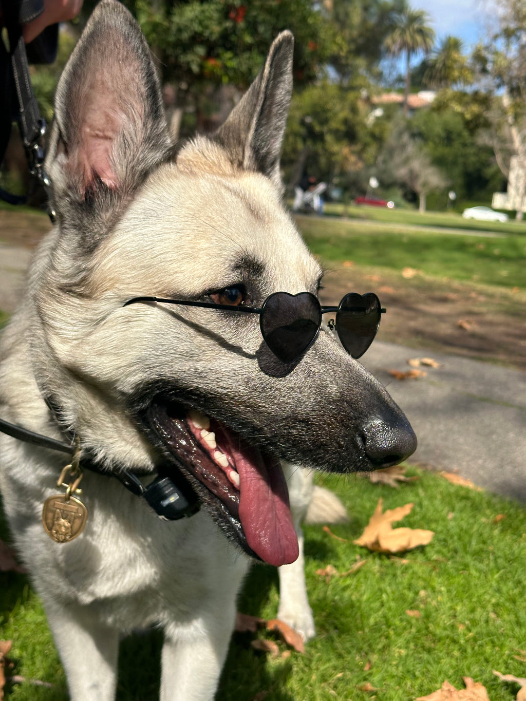 Heart Glasses Bundle