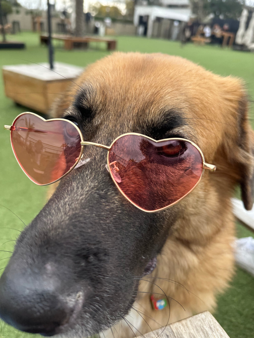 Heart Glasses Bundle