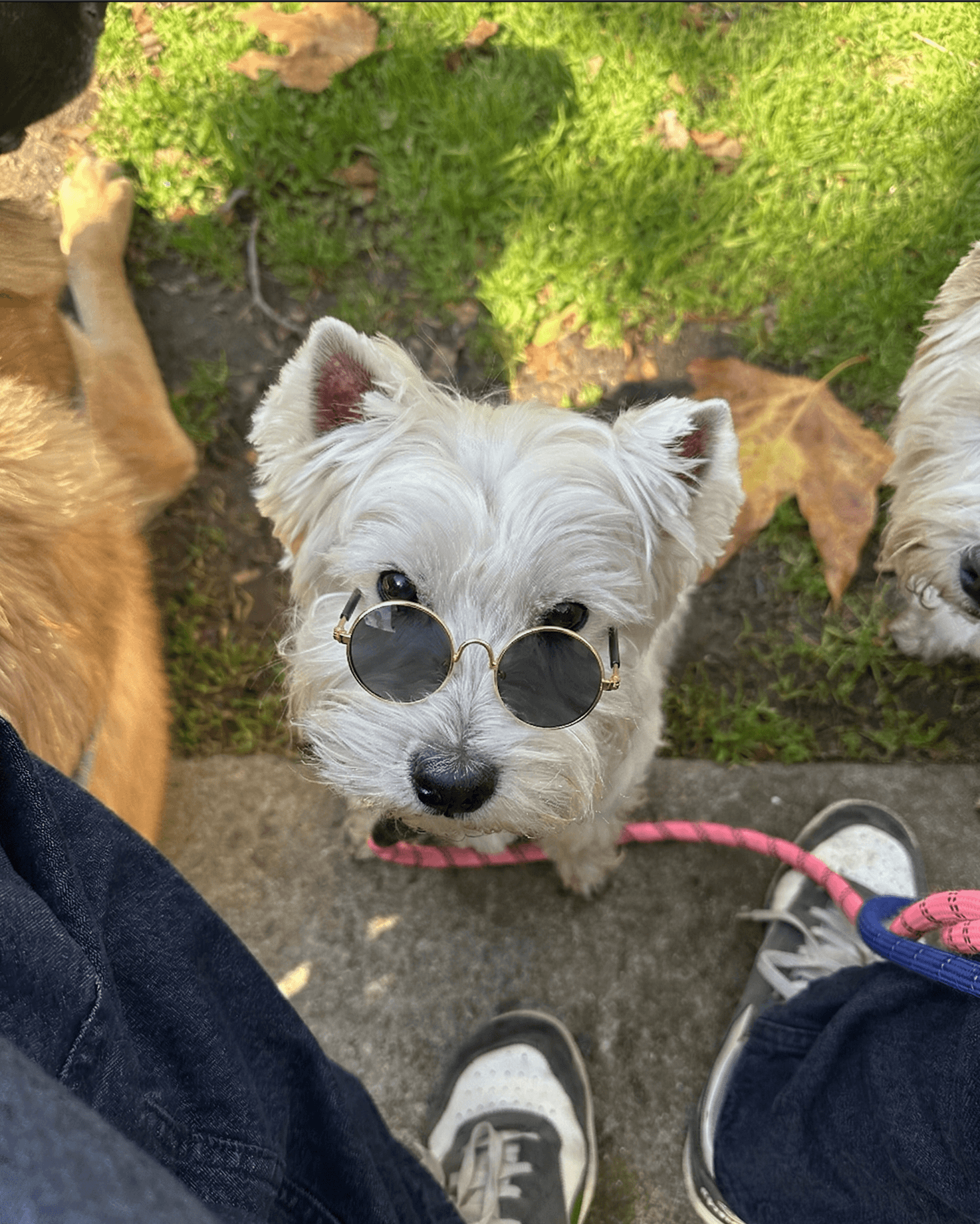 Small white dog wearing round sunglasses on a leash, standing on a grassy area.